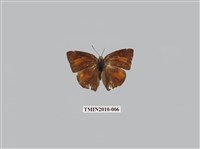 藏品(銀灰蝶)的圖片